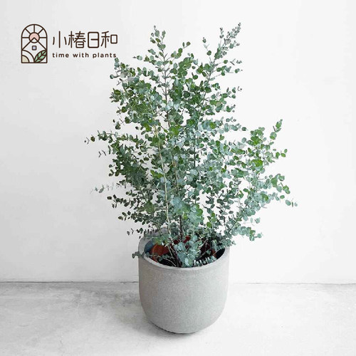小椿日和 尤加利‘银水滴’Eucalyptus Silver drop 银叶常绿庭院 - 图3
