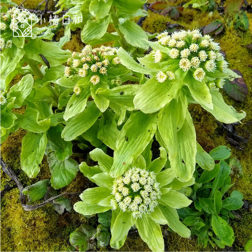 小椿日和 花叶秋田蕗观叶冬季开花龙猫雨伞耐寒耐阴林地植物盆栽 - 图2