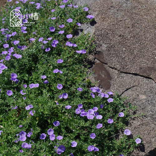 小椿园艺 蓝色岩旋花 多年色常绿蔓生垂吊花期长花境花园花卉植物 - 图2