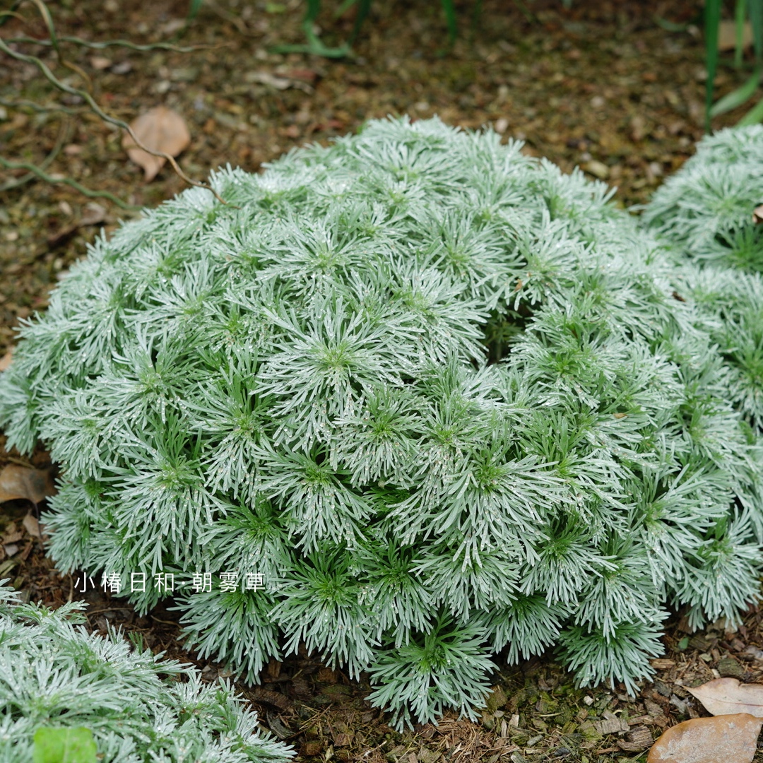 朝雾草 小椿日和 桌面绿植庭院阳台盆栽多年生观叶柔软治愈易养护 - 图1