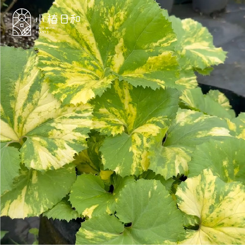 小椿日和 花叶秋田蕗观叶冬季开花龙猫雨伞耐寒耐阴林地植物盆栽 - 图1