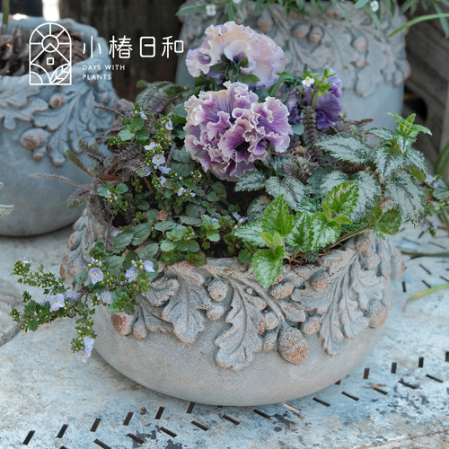 小椿日和 匍匐平卧婆婆纳梅西尔夫人多年生地被垂吊盆栽耐热耐寒 - 图3