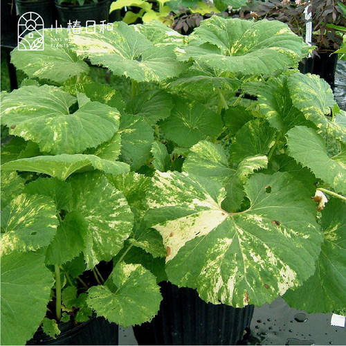 小椿日和 花叶秋田蕗观叶冬季开花龙猫雨伞耐寒耐阴林地植物盆栽 - 图0
