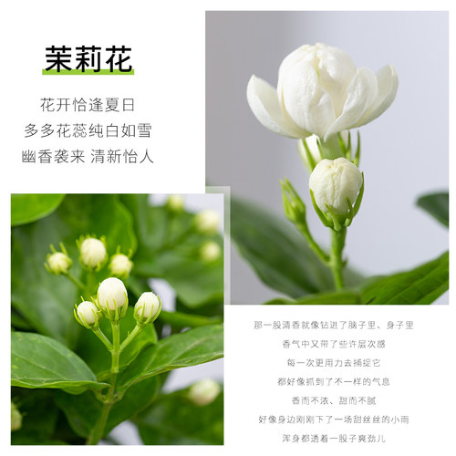 茉莉花盆栽重瓣开花浓香好养室内阳台庭院桌面驱蚊防蚊观花卉绿植 - 图1