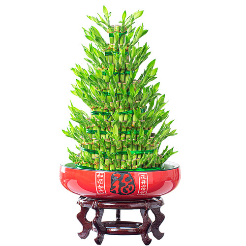 富贵竹节节高盆栽植物水养室内客厅招财四季常青水培花卉净化空气 - 图3