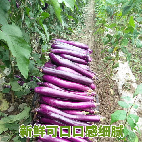 紫红茄王种子 紫红茄王 高产耐热 四季蔬菜种籽  包邮 - 图2