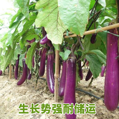 紫红茄王种子 紫红茄王 高产耐热 四季蔬菜种籽  包邮 - 图0