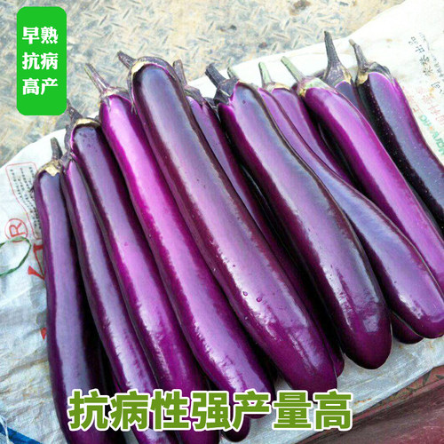 紫红茄王种子 紫红茄王 高产耐热 四季蔬菜种籽  包邮 - 图1