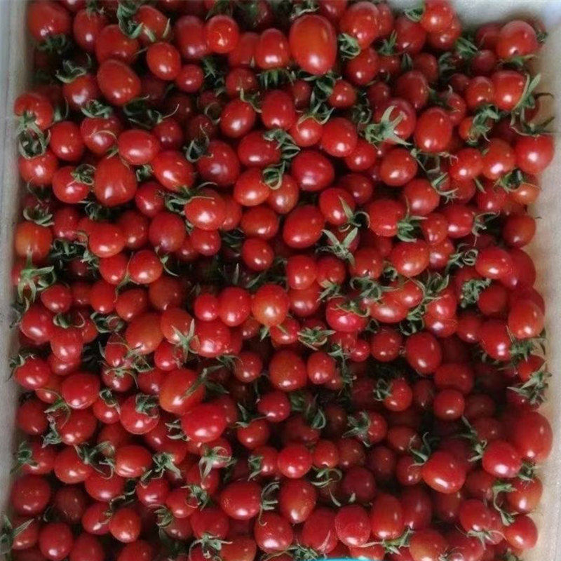 釜山88小番茄种子玲珑小番茄种红色小番茄种子苗子圣女果种糖度高,淘宝优惠券,粉丝福利购,淘宝优惠卷