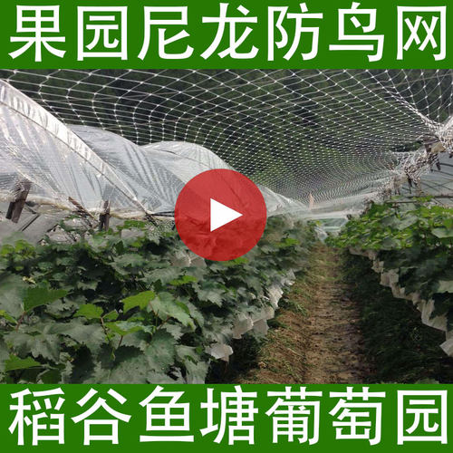 防鸟网白色抗老化尼龙果园果树养殖天网葡萄樱桃枇杷鱼塘水稻枸杞 - 图1