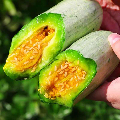 四季羊角蜜种籽甜瓜种子苗子水果羊角脆蔬菜孑秧薄皮香瓜盆栽苗子 - 图1