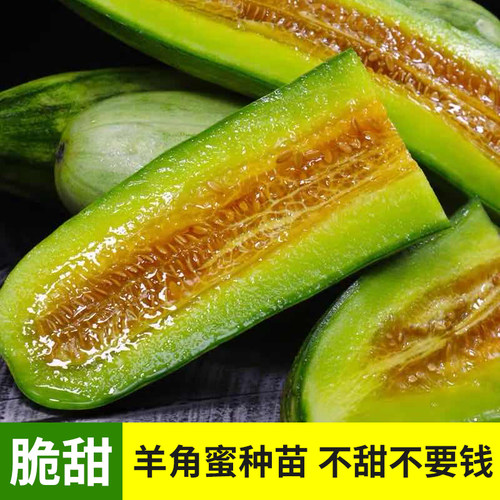 四季羊角蜜种籽甜瓜种子苗子水果羊角脆蔬菜孑秧薄皮香瓜盆栽苗子 - 图0