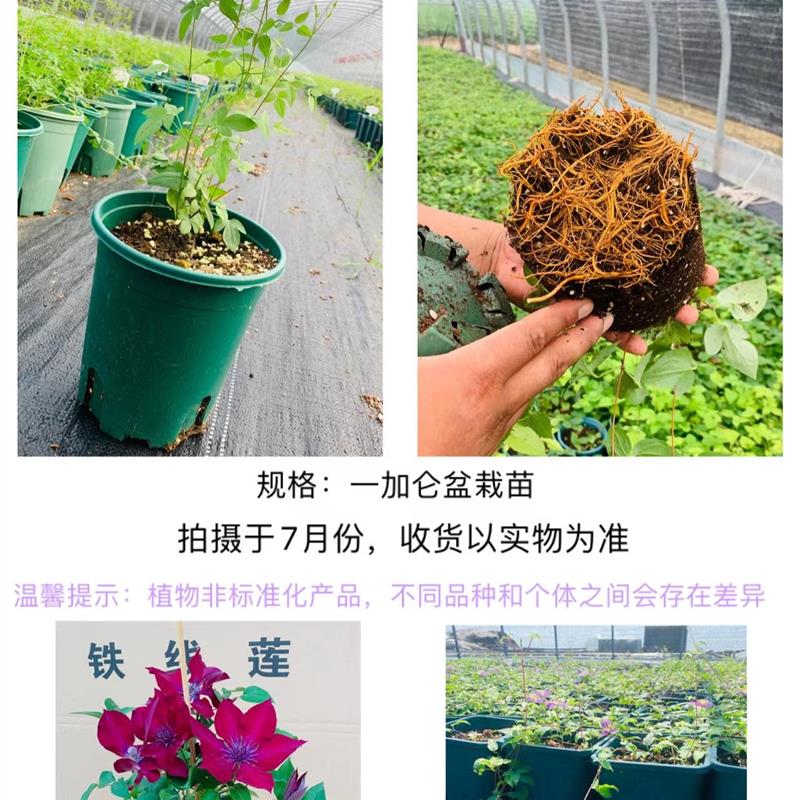 帅帅园艺 一加仑中苗 重瓣盆栽花阳台户外栽培四季藤本爬藤植物 - 图1