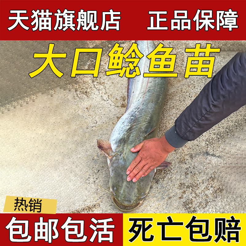 大口鲶鱼苗南方大口鲶鱼苗淡水养殖食用冷水正宗二须土鲶活鱼批发-图0