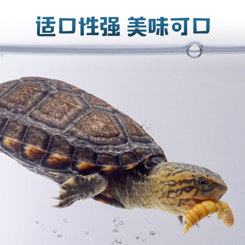 Rep-Shop冻干面包虫干仓鼠乌龟刺猬龙鱼饲料角蛙蜥蜴守宫宠物零食 - 图1