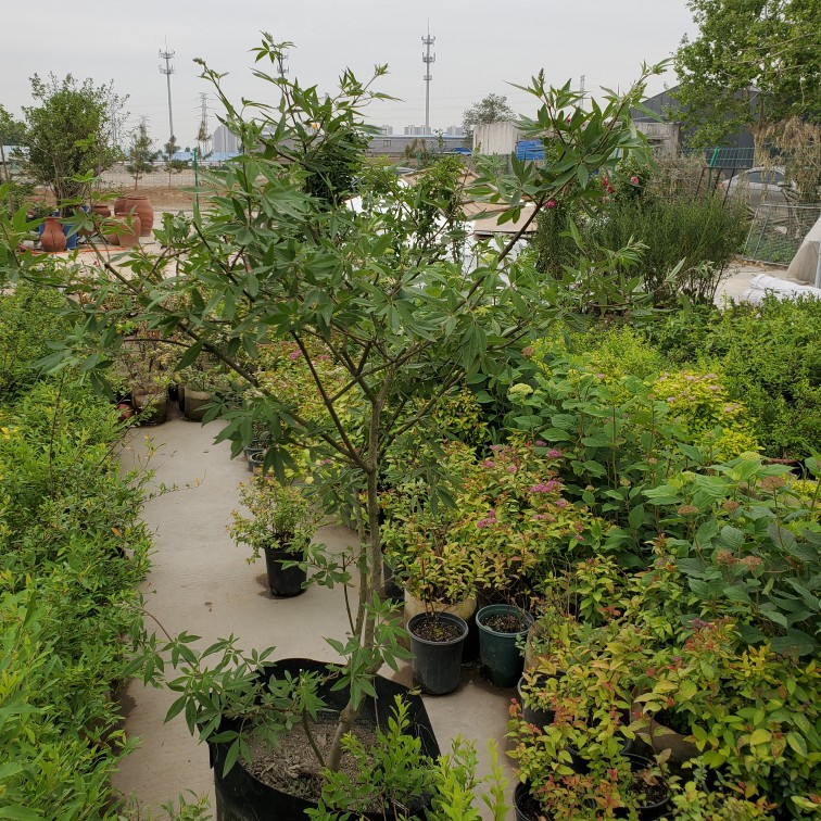 紫色穗花牡荆粉花紫花耐寒庭院阳台盆栽植物samsung养花匠的花园 - 图3