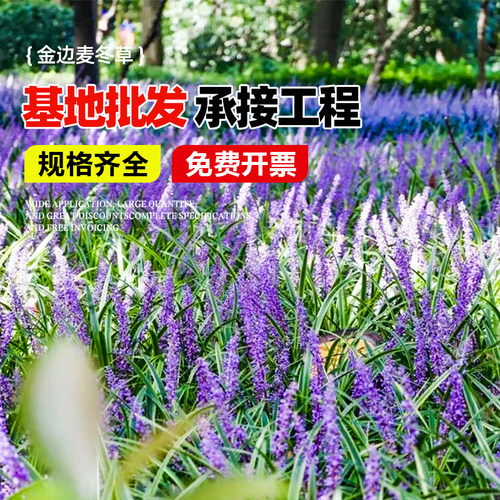 金边麦冬草苗园林绿化地被苗庭院植物观赏阔叶草花叶麦冬耐寒耐阴 - 图0