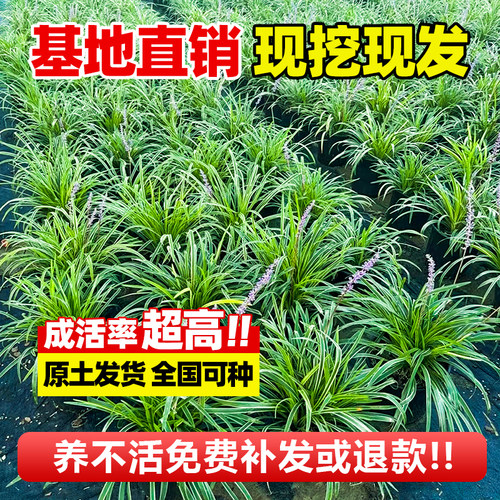 金边麦冬草苗园林绿化地被苗庭院植物观赏阔叶草花叶麦冬耐寒耐阴 - 图1