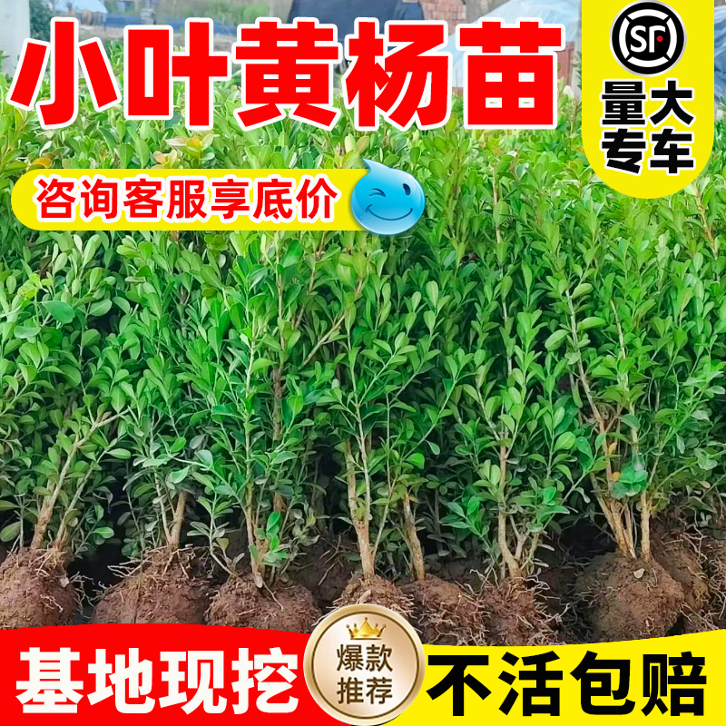 小叶黄杨树苗瓜子黄杨苗法国冬青绿篱苗大叶冬青庭院四季常青耐寒 - 图0