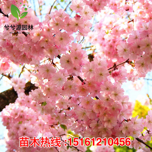 嫁接樱花树苗染井吉野樱花早樱晚樱庭院别墅大型风景树当年开花树 - 图1