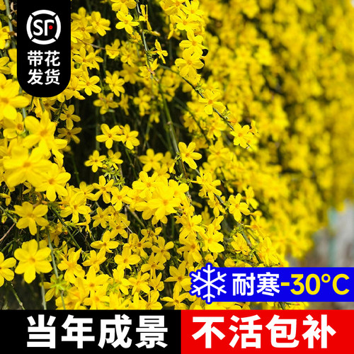 迎春花树苗花卉庭院连翘爬藤植物开花耐寒大苗绿化工程小苗 - 图1
