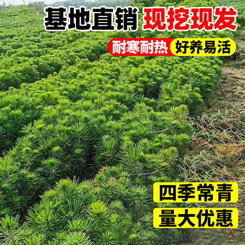 黑松树苗黑松盆景造型树老桩盆景四季常青耐寒绿化风景日本黑松树 - 图0