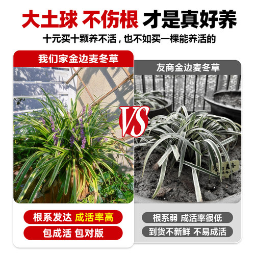 金边麦冬草苗园林绿化地被苗庭院植物观赏阔叶草花叶麦冬耐寒耐阴 - 图2