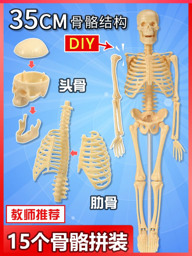 人体骨骼模型骨架结构全身3d可拆卸拼装儿童医学迷你小型骷髅玩具-图0