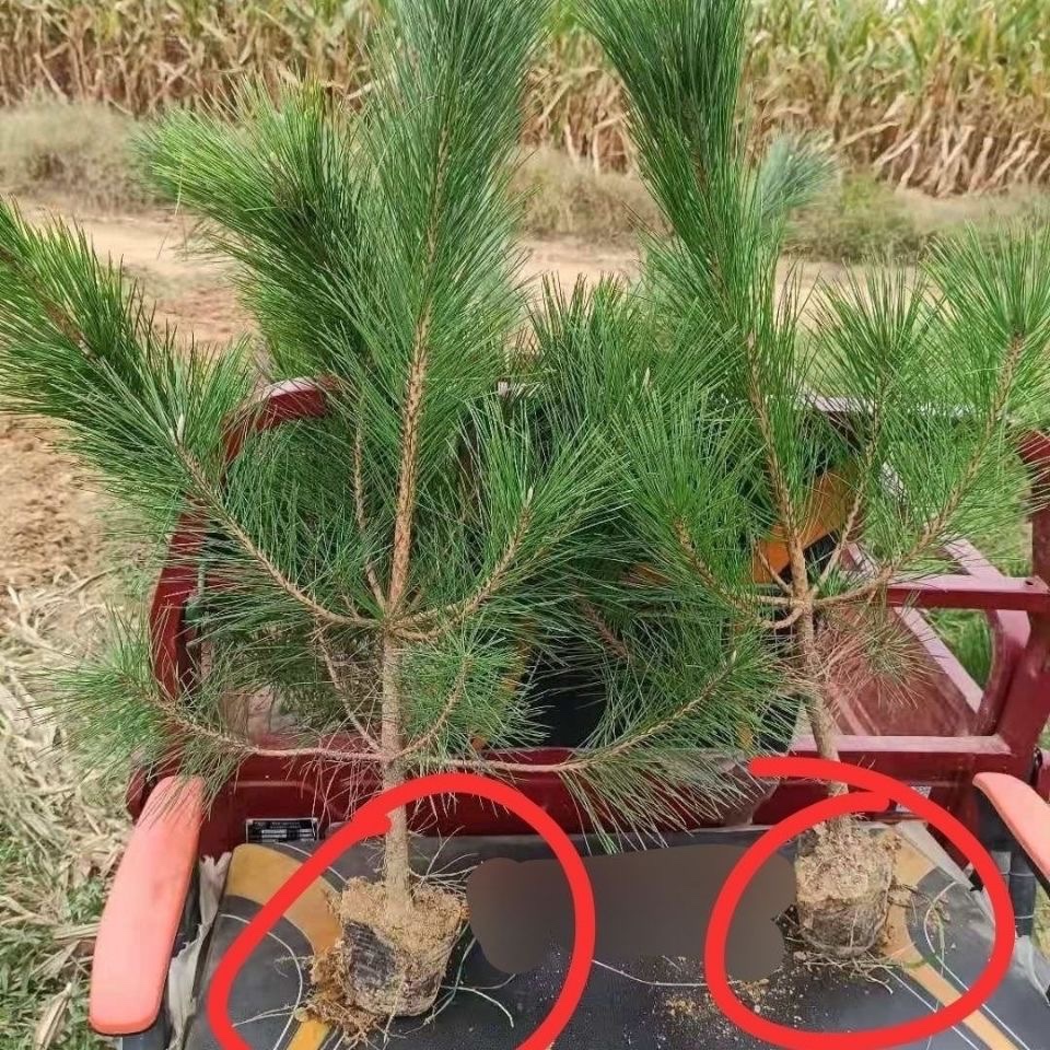 黑松树苗松树白芽小苗四季常青荒山绿化黑松盆景素材植物苗圃直销 - 图1