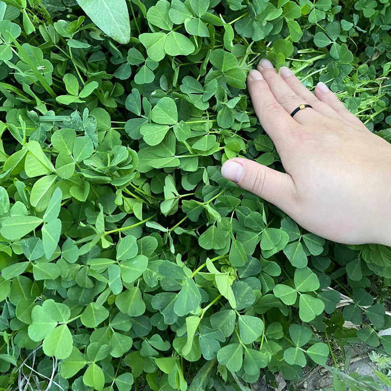 苏北农家露天野菜本地草头苜蓿菜娃娃头三叶菜金花菜顺丰新鲜蔬菜