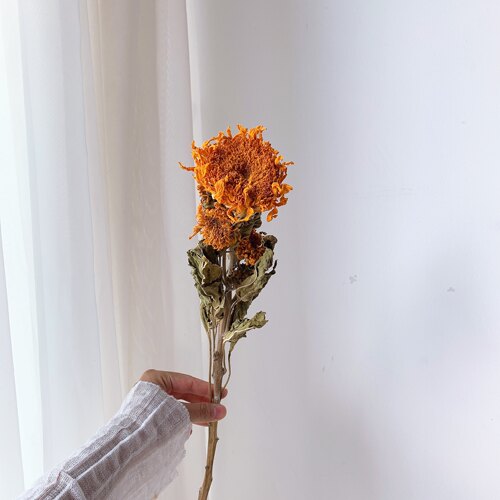 泰迪向日葵干花天然真花家居客厅ins北欧风拍摄道具重瓣永生花束 - 图1