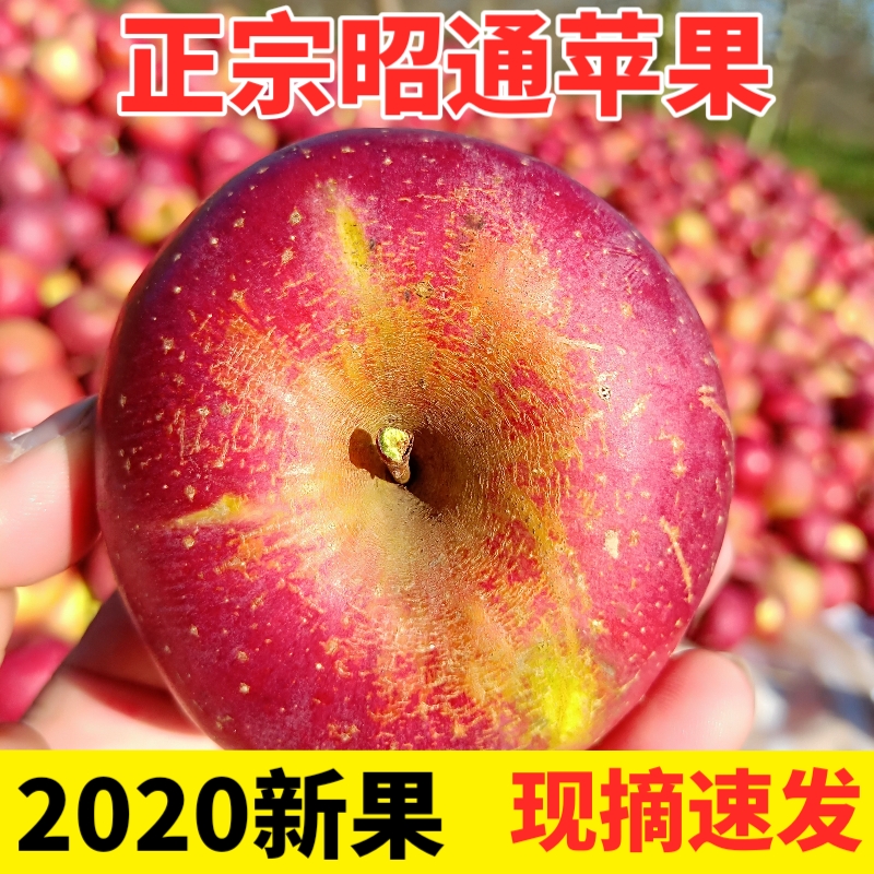 果之情旗舰店云南昭通丑苹果冰糖心野生苹果水果新鲜当季应季整箱10斤现摘包邮0