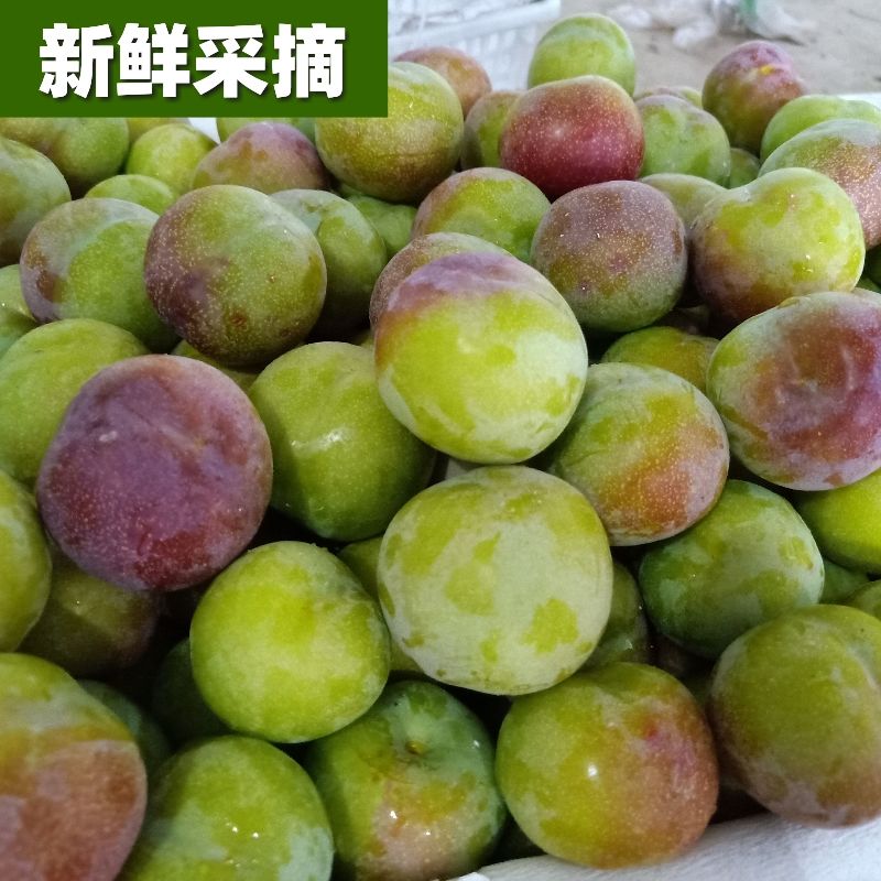 果之情旗舰店水果新鲜现摘云南绥江半边红脱骨李子四川脆甜茵红李应季 5斤包邮2