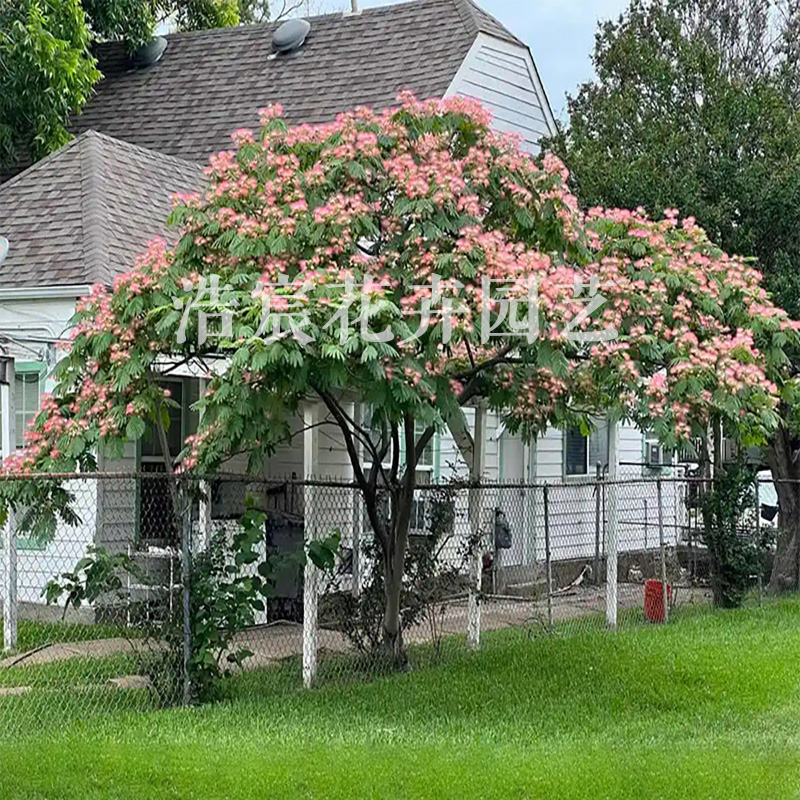 合欢树苗芙蓉树苗绒花树银叶金合欢花树苗树木庭院南北方种植盆栽 - 图0