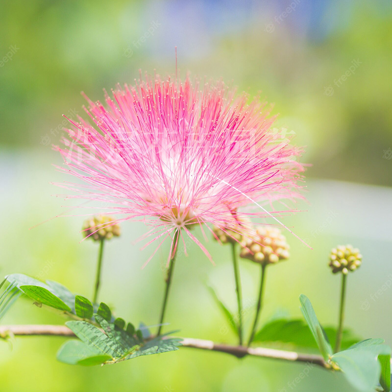 合欢树苗芙蓉树苗绒花树银叶金合欢花树苗树木庭院南北方种植盆栽 - 图2