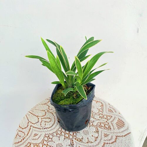 金边中国龙、 矮种精品兰花浓香型好养兰花苗绿植盆栽 - 图1