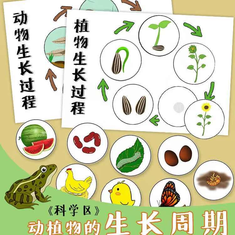 植物的生长过程 新人首单立减十元 22年4月 淘宝海外