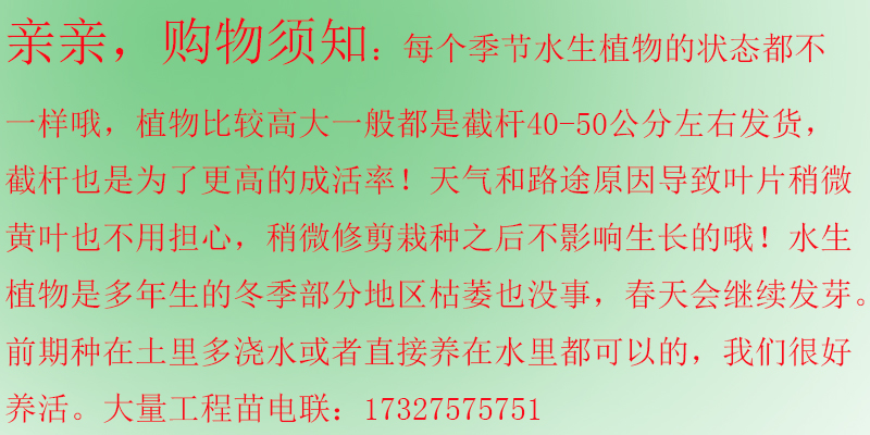 水生植物种植基地黄花菖蒲水培花叶美人蕉庭院浮岛芦苇鸢尾香蒲 - 图3