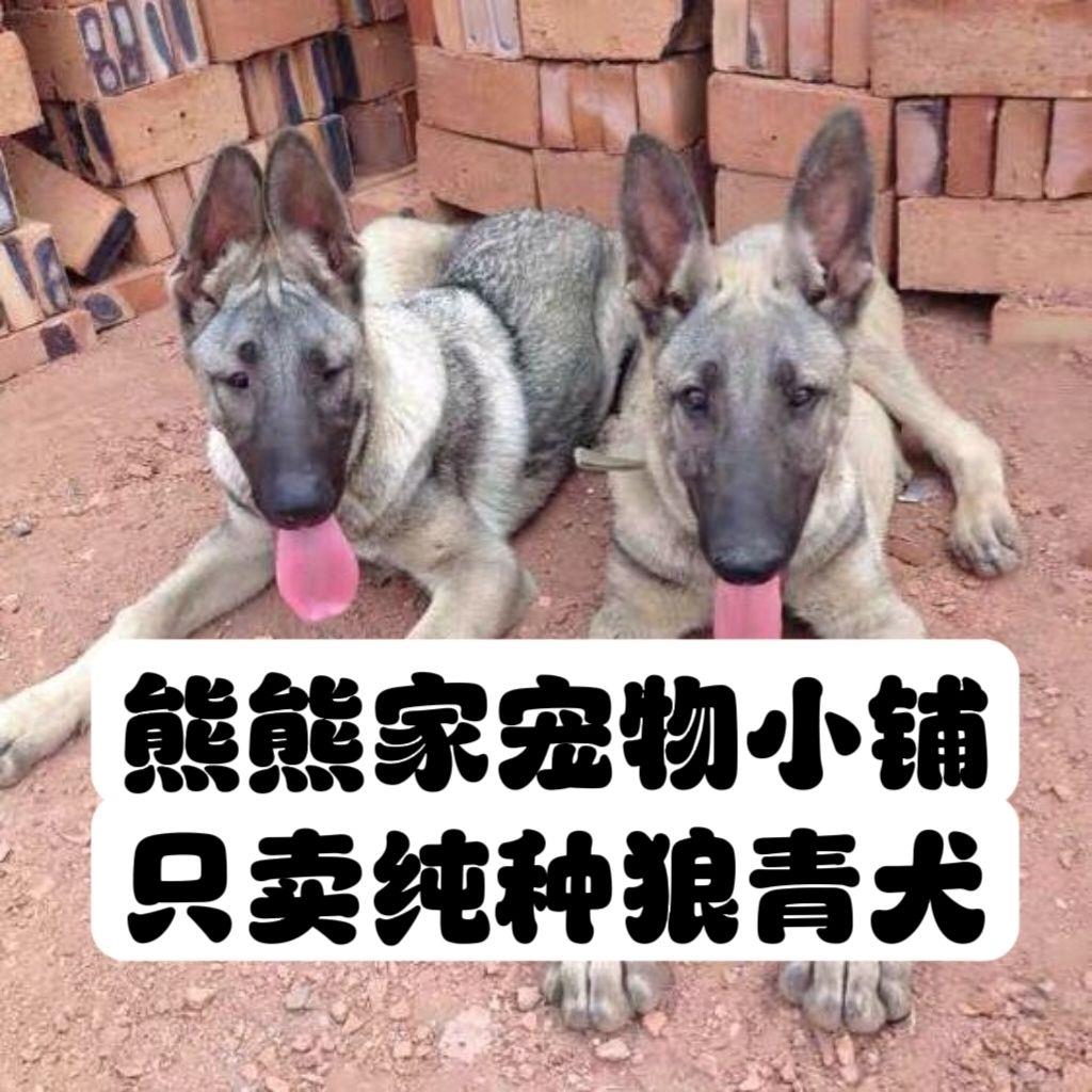 狼青幼犬中华田园犬昆明犬大型犬看家护院看门狗大骨架护卫犬警犬-图3