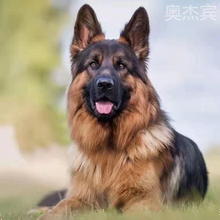 德牧大型犬警犬德国牧羊犬真狗黑背弓背看家狗德牧犬狼犬家养小狗 - 图3