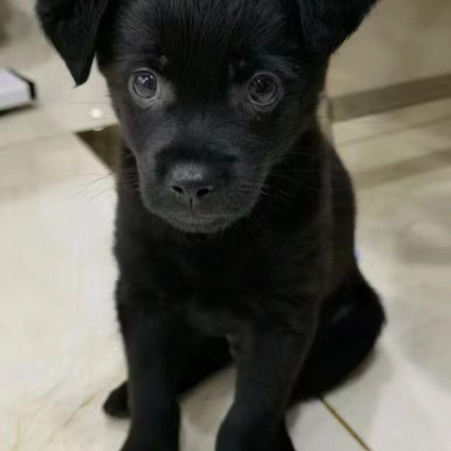 大黄狗中华田园犬广西土猎犬赶山犬巡山犬狩猎犬打猎犬大骨架狗狗-图2