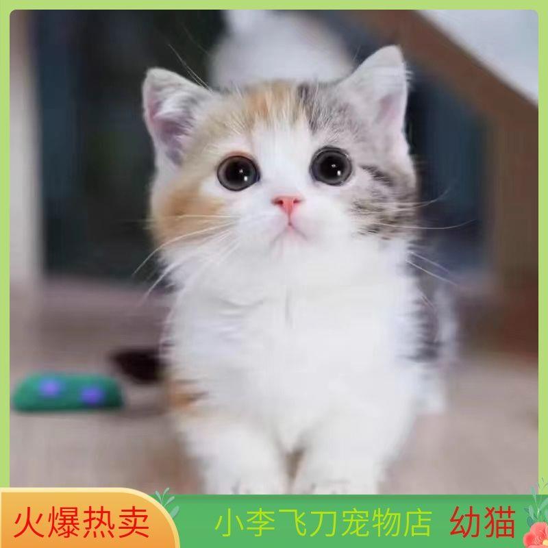 中华田园猫活物宠物猫幼猫橘猫家猫土猫狸花猫黑猫白猫黑白奶牛猫 - 图3