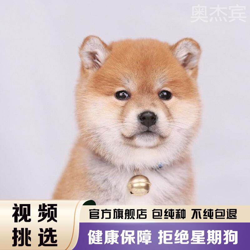 小狗幼犬日本柴犬纯种小型犬短毛豆柴白色黑柴狗双血统宠物狗活物 - 图0