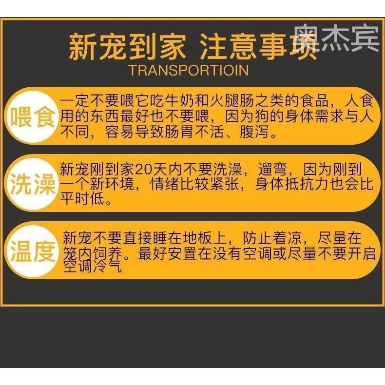 纯种博美幼犬活物长不大俊介茶杯犬可爱俊介犬小型犬袖珍宠物狗狗 - 图2