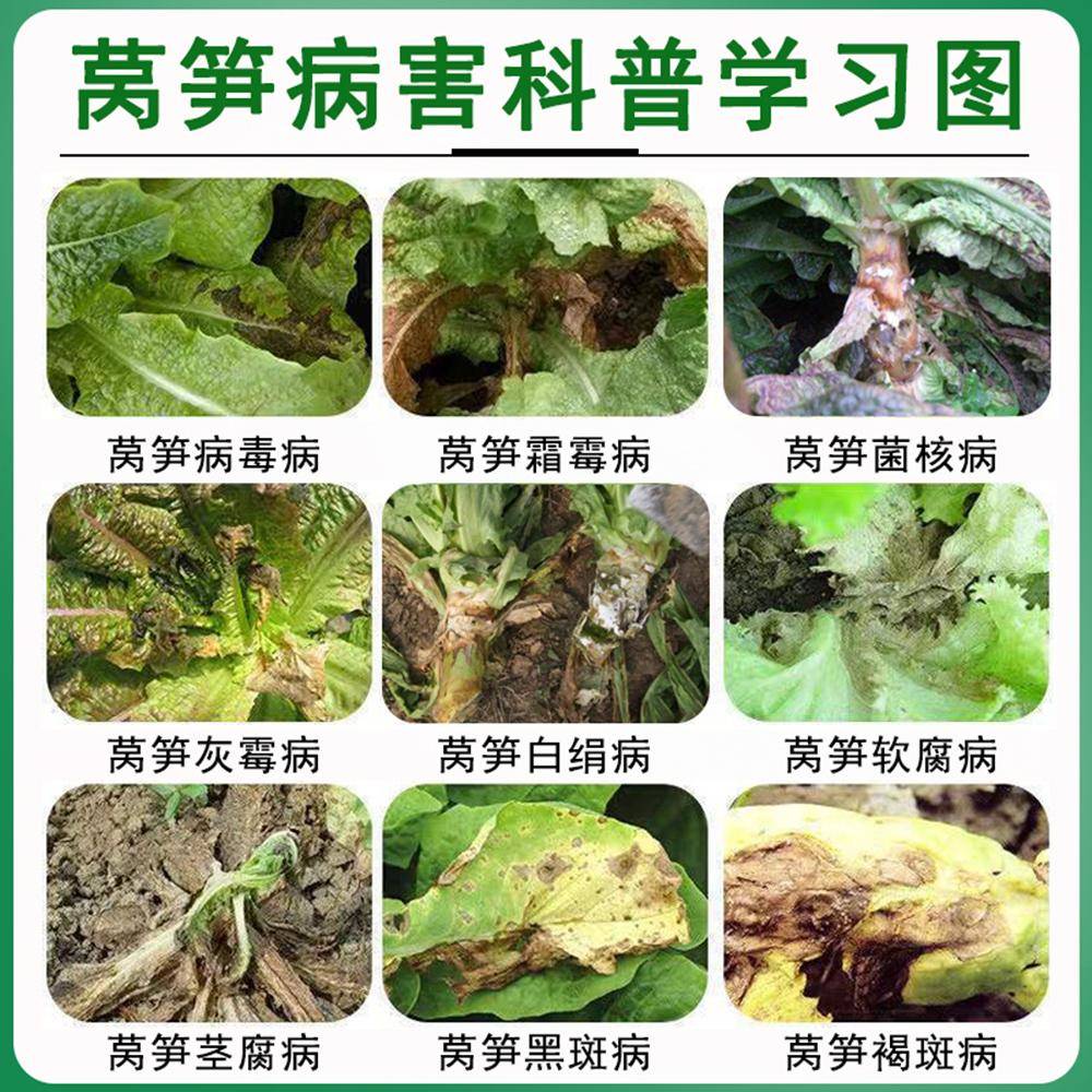 莴笋霜霉病专用药根腐病软腐病灰霉病褐斑病微生物菌剂莴苣防病药 - 图2