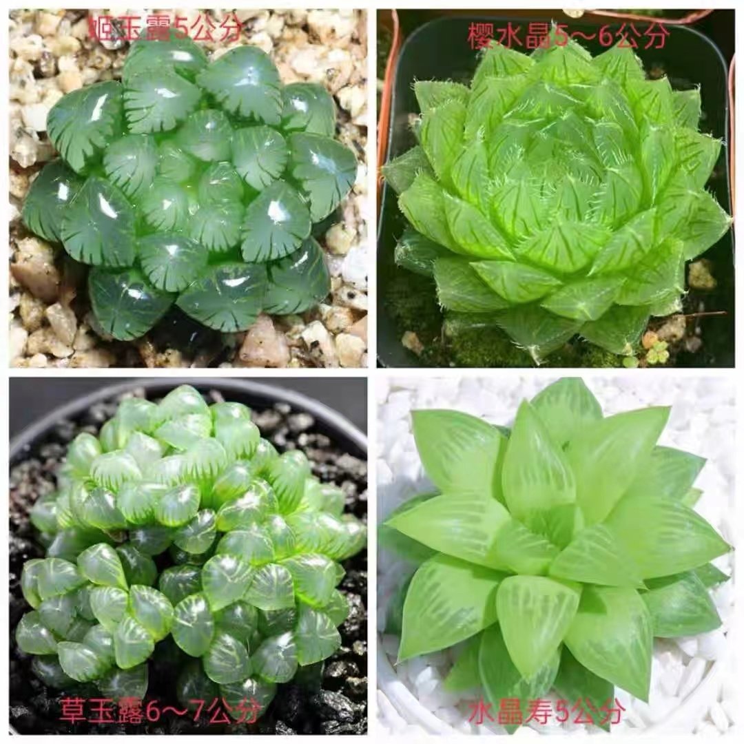 玉露多肉植物冰灯十二卷高端精品肉肉小盆栽室内花卉绿植罕见雨露_虎窝淘