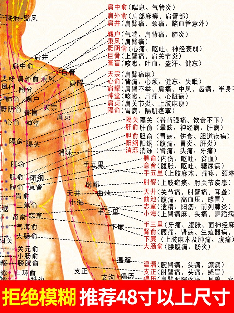 人体十二经络图穴位图挂图全身高清穴位艾灸推拿背部针灸中医养生
