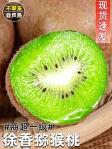 Zhengzong Shaanxi Eyebrow County Xu Xiangkiwi Fruit Peach Fruit Fresh Green Hearts Kiwi Fruit pregnant women 5 catties 10 When season