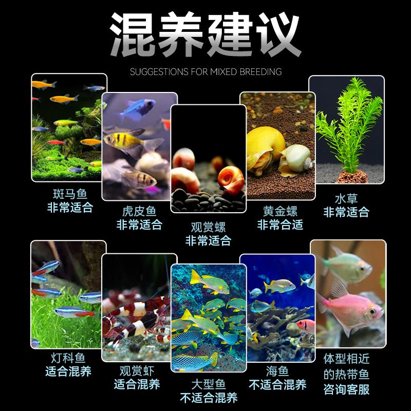 孔雀鱼观赏鱼热带小型淡水好养耐活体斑马纯种小鱼苗金鱼凤尾活鱼