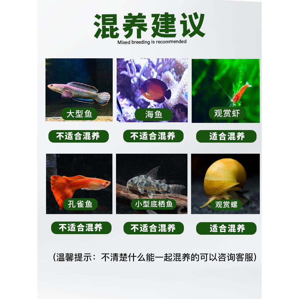 小型热带灯科鱼斑马鱼大号观赏鱼淡水好养耐活孔雀鱼苗活体清道夫